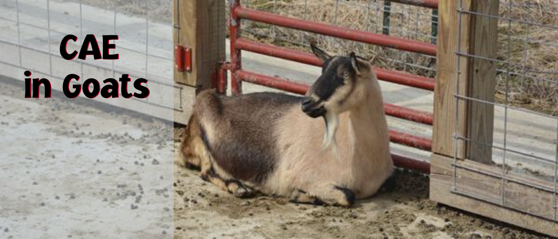 CAE in Goats