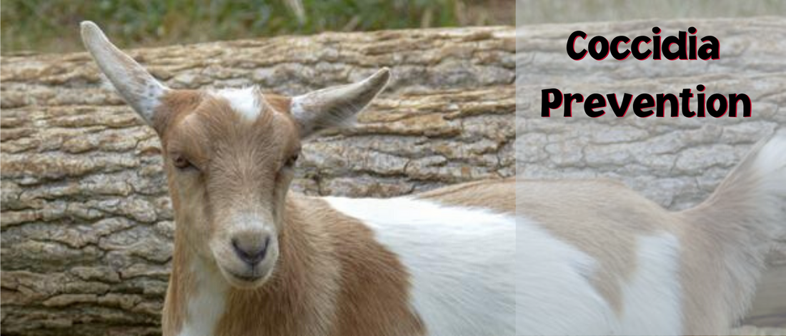Coccidia Prevention