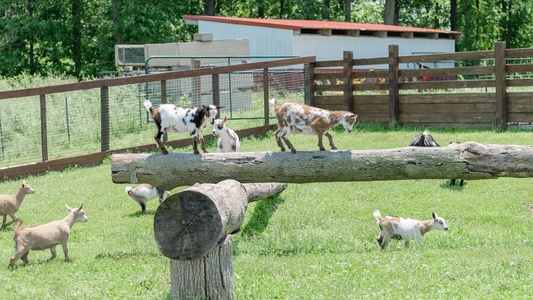 Nigerian Dwarf dairy baby goats in Indiana playing on a log