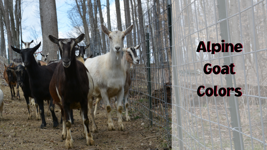 Alpine Goat Colors