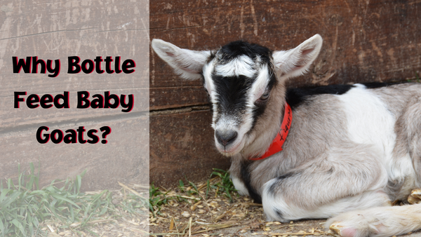 Baby goat formula bottle hot sale feeding