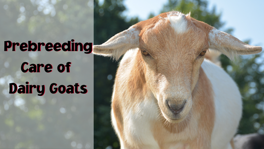 prebreeding care of dairy goats