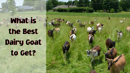 What is the Best Dairy Goat to get?