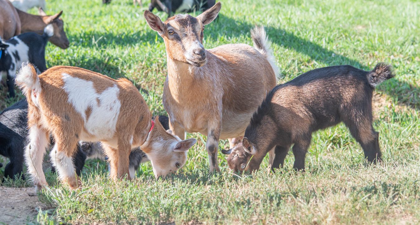 nigerian dwarf goat mom and two kids