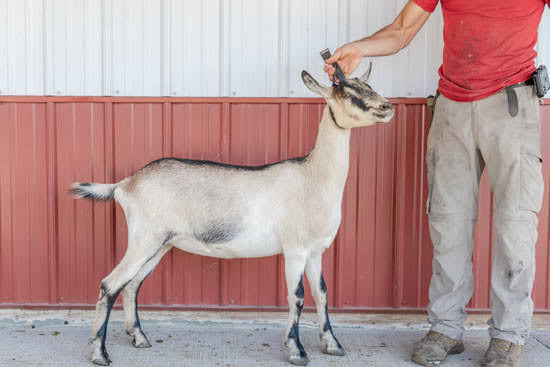 Sleptin Alpine Doeling
