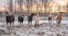 alpine dairy goats in sunrise and snow