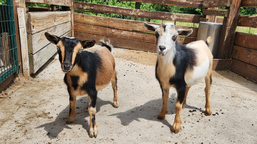 nigerian dwarf doelings