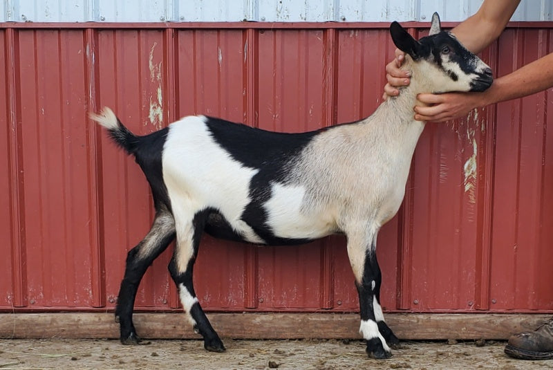 Fabric Alpine Doe