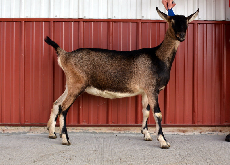 Maple Alpine Doe