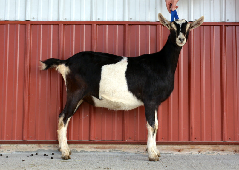Teakwood Alpine Doe