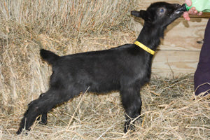 Sierra - Baby Alpine Dairy Goat in Southern Indiana