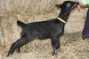 Sierra - Baby Alpine Dairy Goat in Southern Indiana