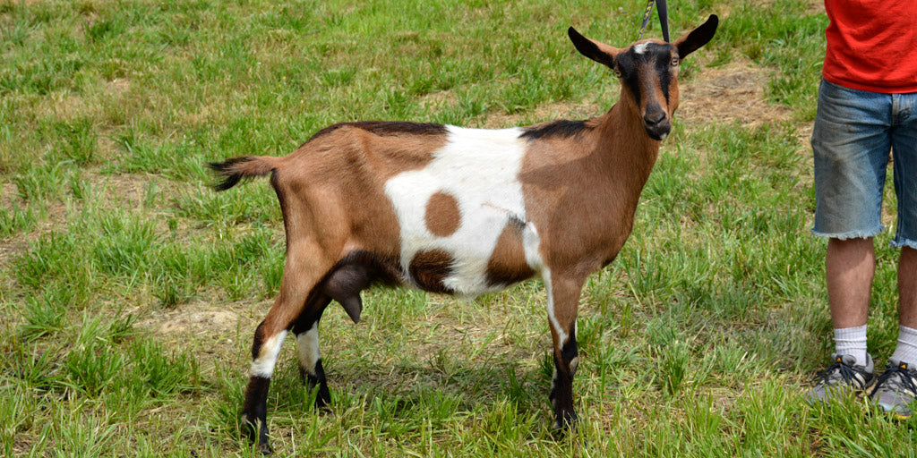 Zelena - Alpine Dairy Goat Southern Indiana