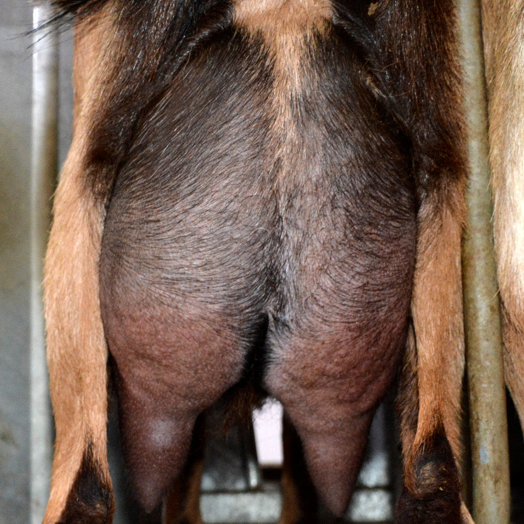 Zelena - Alpine Dairy Goat Southern Indiana