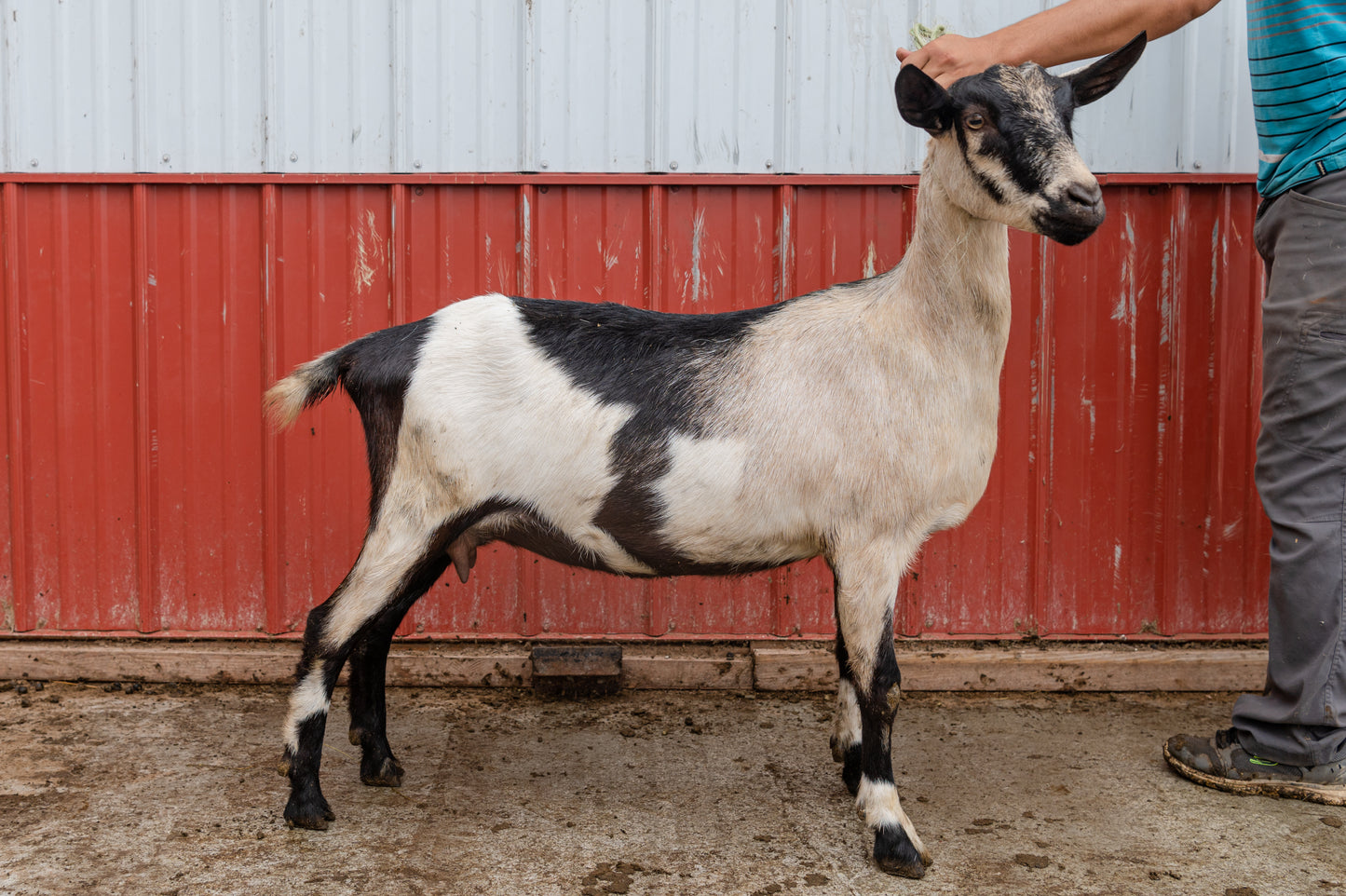 alpine doe fabric
