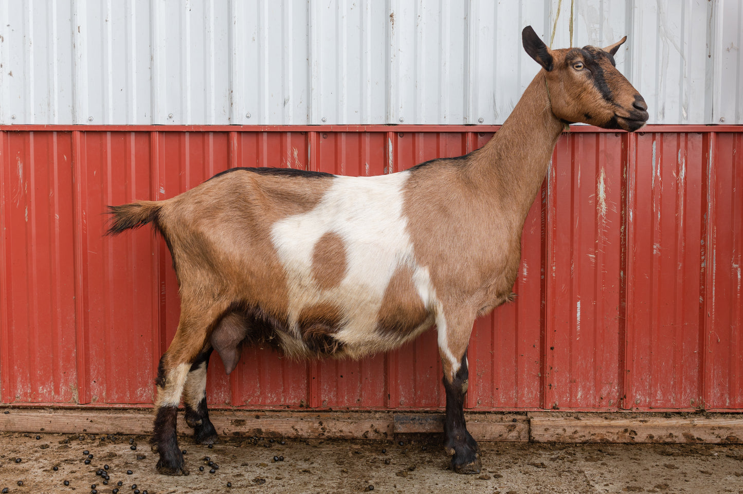 alpine doe zelena
