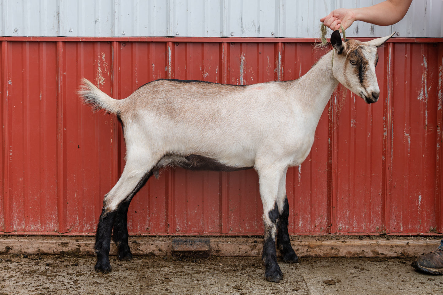 alpine doe zetra