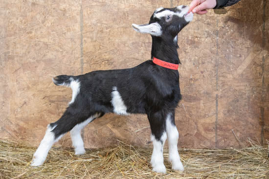 Venturous alpine baby goat