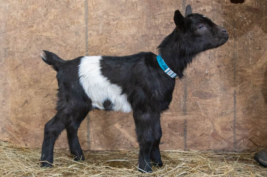 Villette alpine baby goat