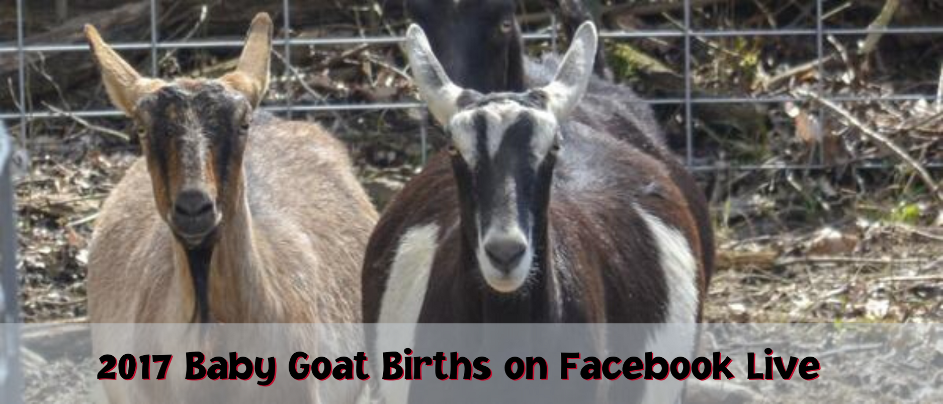 2017 Baby Goat Births on Facebook Live