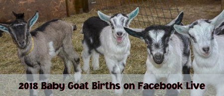 2018 Baby Goat Births on Facebook Live