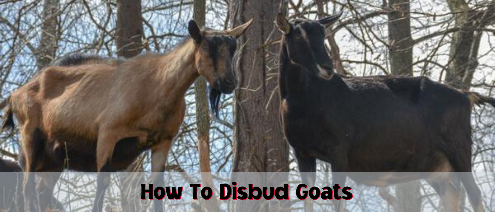 How to disbud goats