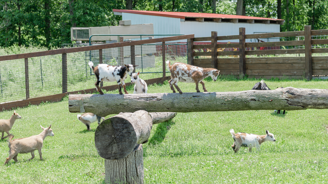 Goat Milk Stuff Dairy Goats in Indiana