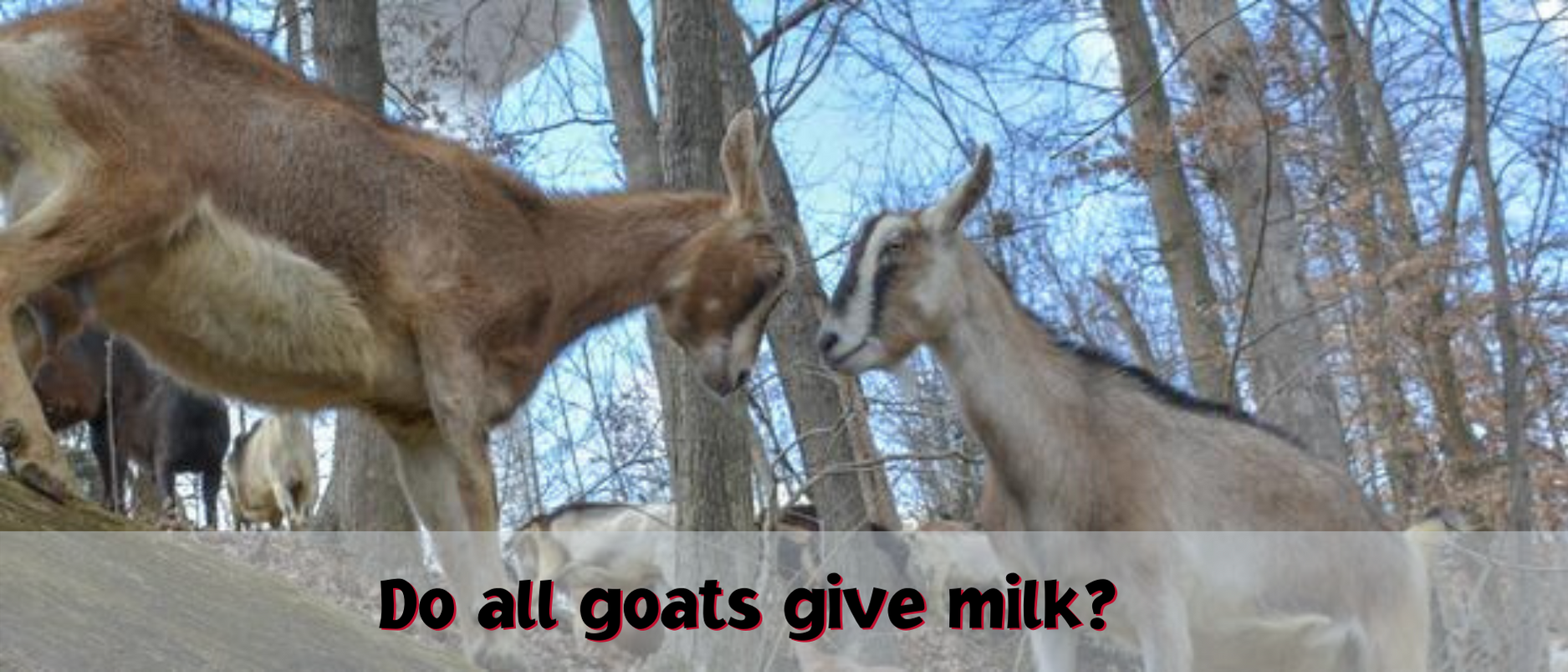 Do All Goats Give Milk?