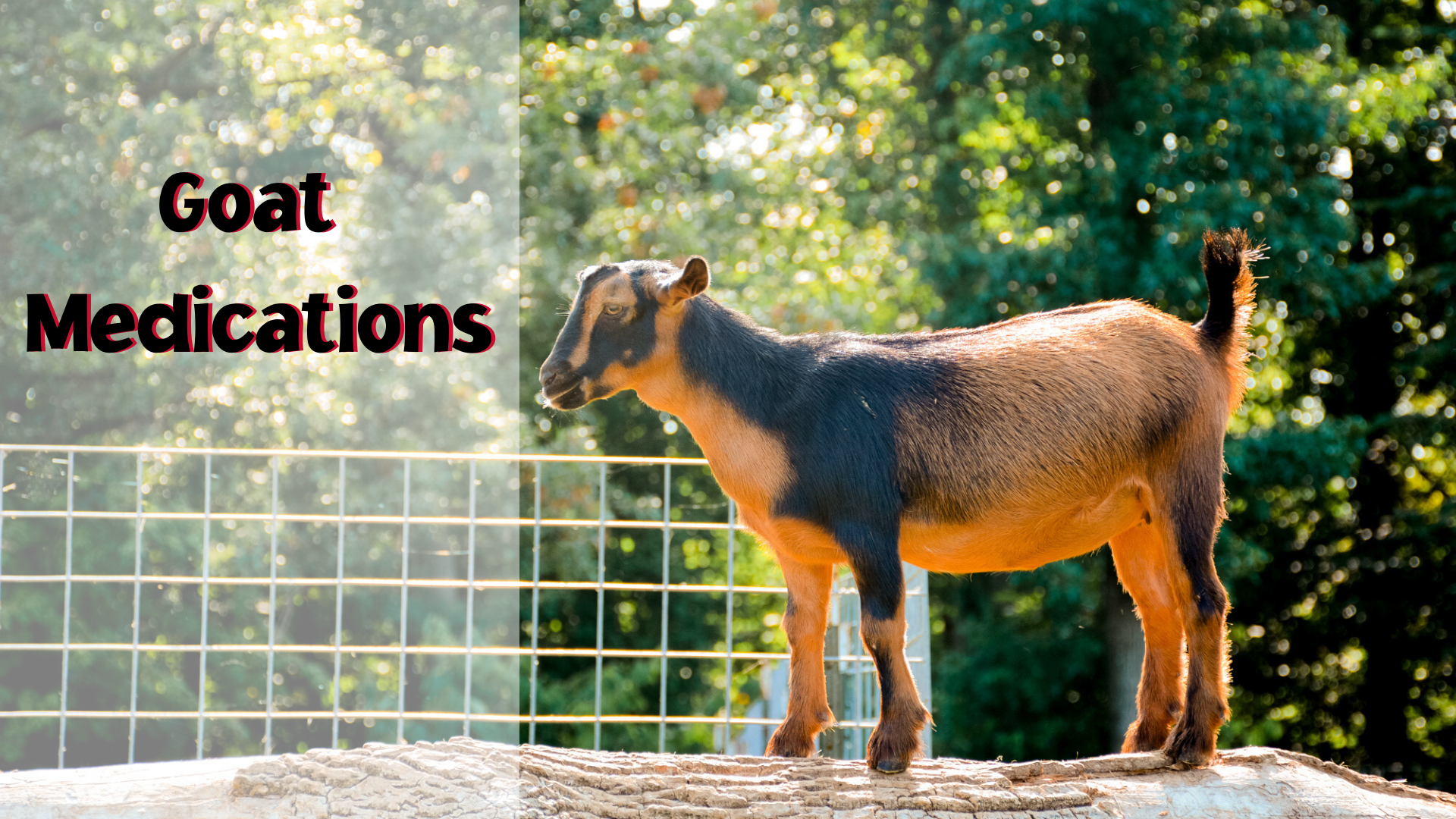 Goat Medications