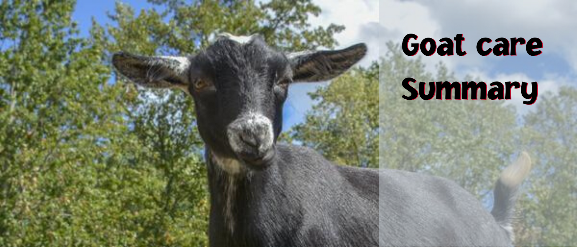 Goat care summary