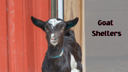 Goat Shelters