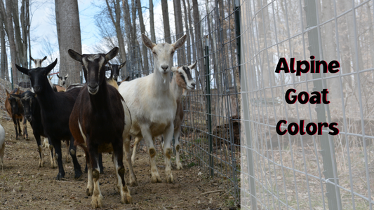 Alpine Goat Colors