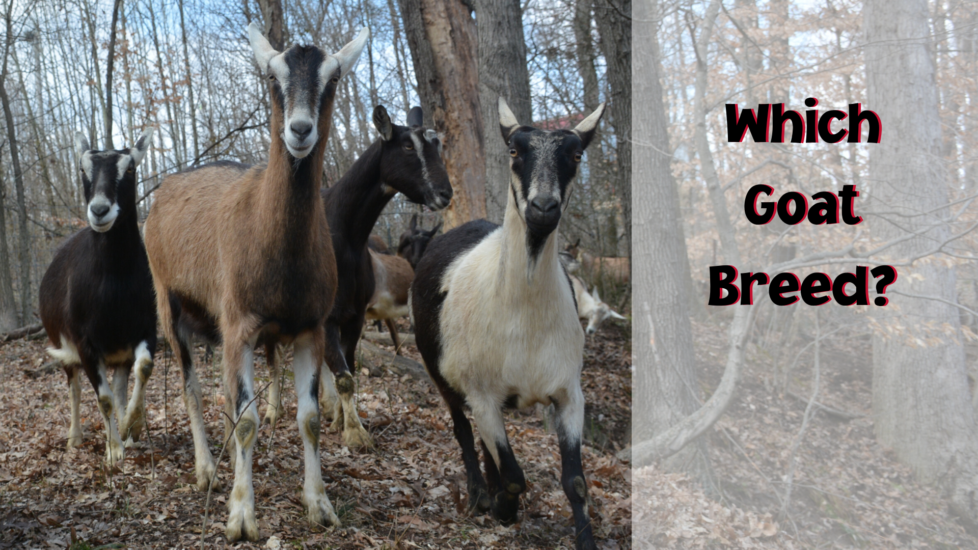 which goat breed?