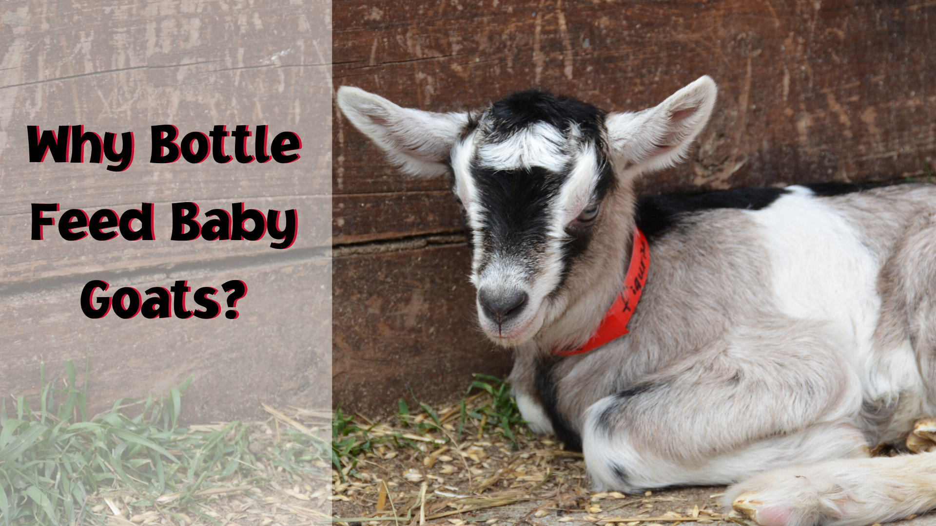 why bottle feed baby goats