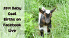 2019 Baby goat births on Facebook live