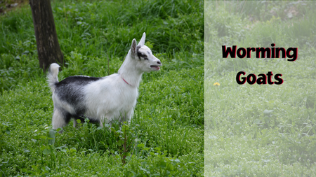 worming goats