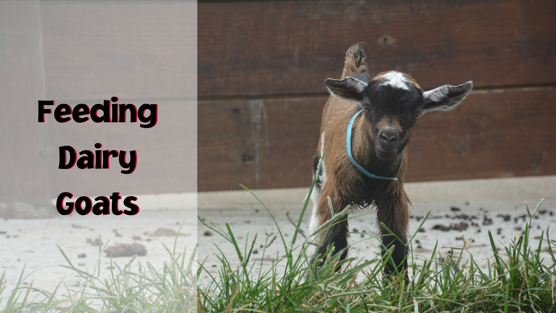 feeding dairy goats