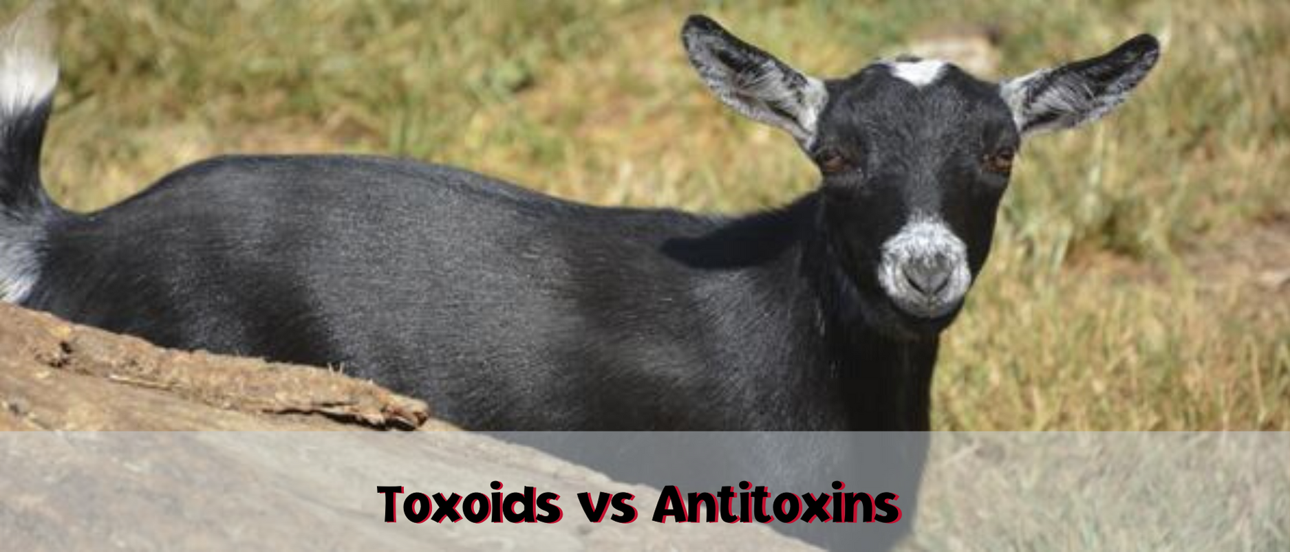 toxoids vs antitoxins