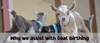 Why we assist with Goat Birthing