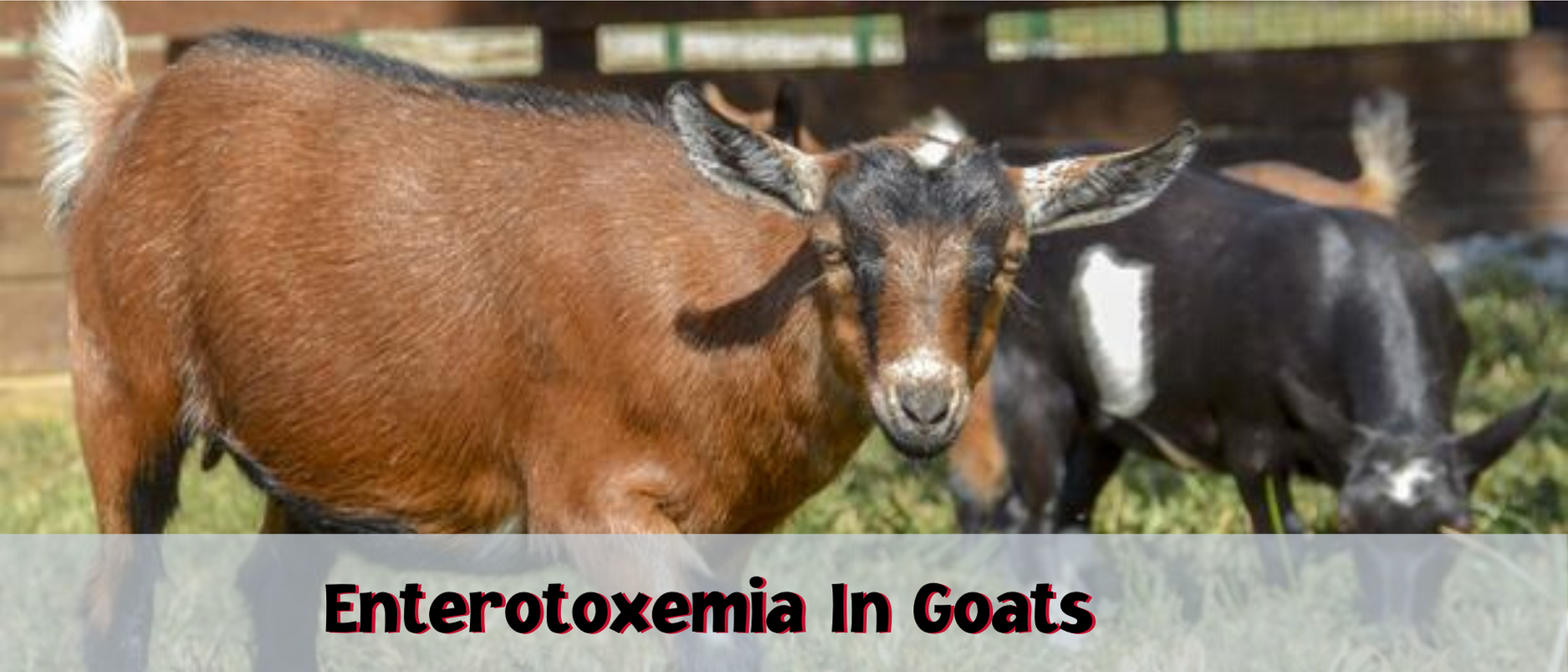 5 Common Illnesses Within a Goat's Nose - Backyard Goats