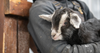 greyden holding alpine baby goat dayana