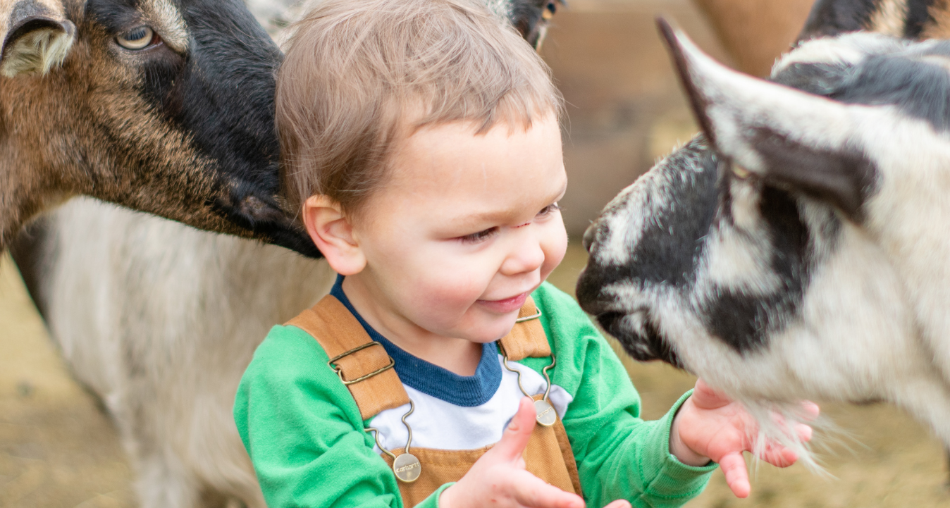 toddler landon with alpine dairy goats