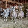 three pregnant alpine dairy goats