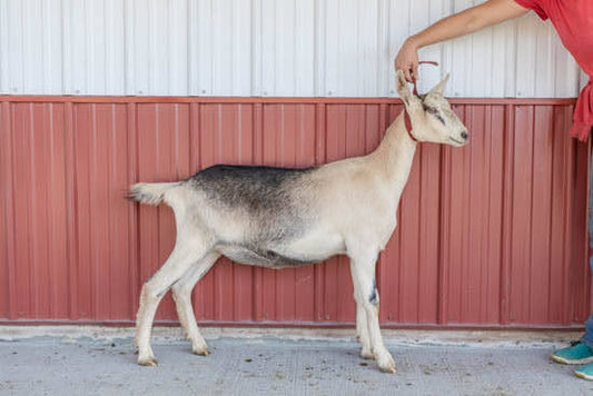 Vignette Alpine doeling