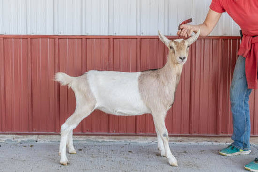 Pilates Alpine Doeling
