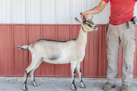 Sleptin Alpine Doeling