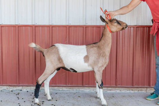 Heartland Alpine Doeling 
