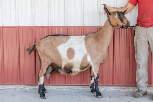 Zelena Alpine Doe