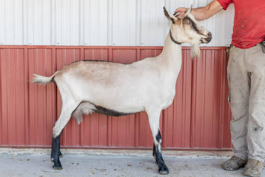 Zetra Alpine Doe