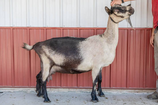 Fenway Alpine doe